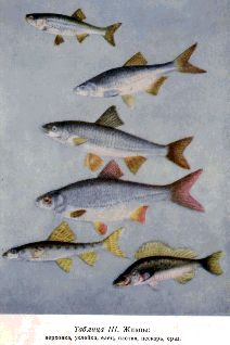 Живцами (цветная табл. III) служат либо мелкие виды рыб — пескарь, голец,
