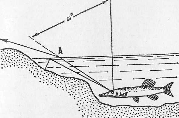 Рис. 26. Берег, просматриваемый рыбой из-под воды.
