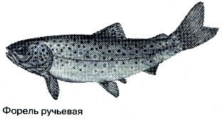 Форель — красивая рыба с обтекаемыми линиями и